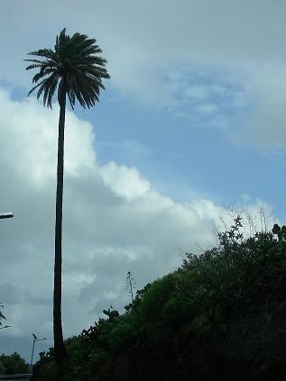 20070129143202-dscn3356.jpg
