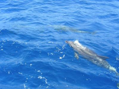 20070502160007-abril-delfines-agaete-091.jpg